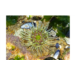 anemone gemme
